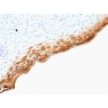 Immunohistochemistry - Anti-Filaggrin Antibody [SPM181] - BSA and Azide free (A251725) - Antibodies.com