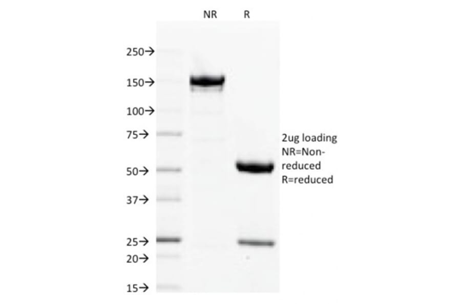 SDS-PAGE - Anti-Filaggrin Antibody [FLG/1563] - BSA and Azide free (A251728) - Antibodies.com