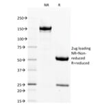 SDS-PAGE - Anti-Filaggrin Antibody [FLG/1563] - BSA and Azide free (A251728) - Antibodies.com