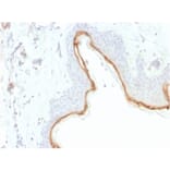 Immunohistochemistry - Anti-Filaggrin Antibody [FLG/1945] - BSA and Azide free (A251729) - Antibodies.com