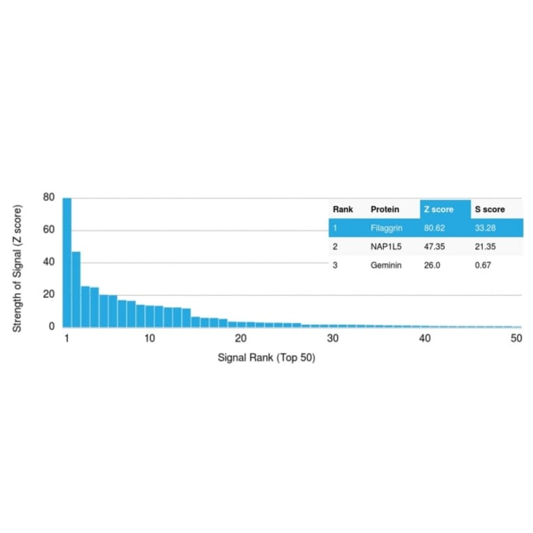 Protein Array - Anti-Filaggrin Antibody [FLG/1945] - BSA and Azide free (A251728) - Antibodies.com