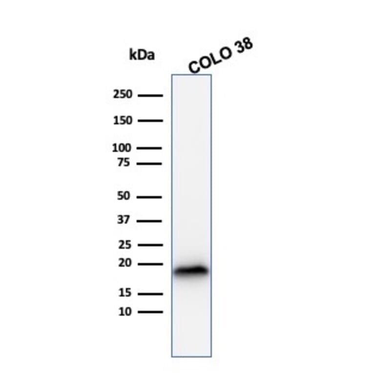 Western Blot - Anti-MelanA Antibody [rMLANA/788] - BSA and Azide free (A251734) - Antibodies.com