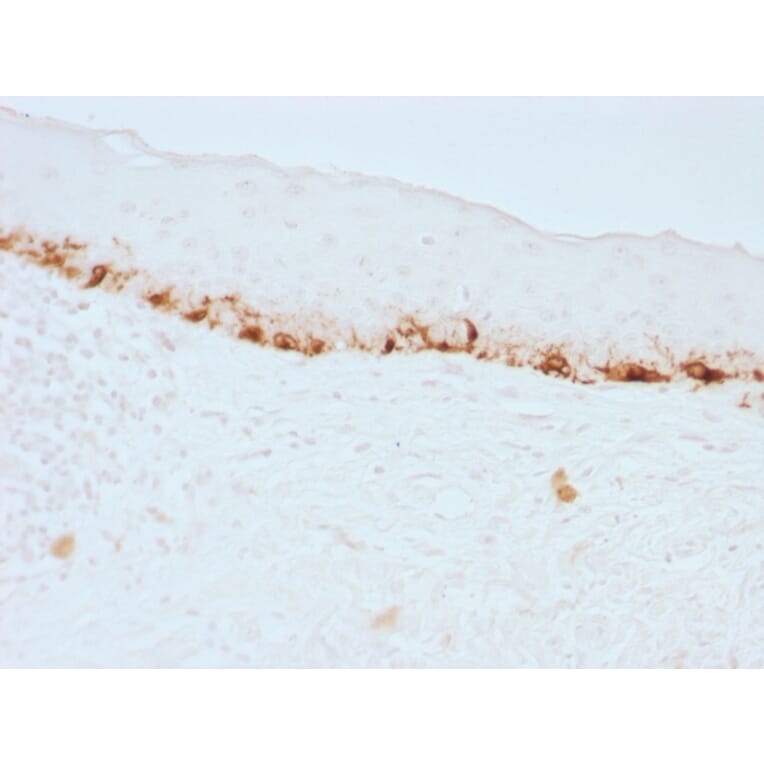 Immunohistochemistry - Anti-MelanA Antibody [M2-7C10] - BSA and Azide free (A251736) - Antibodies.com