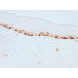 Immunohistochemistry - Anti-MelanA Antibody [M2-7C10] - BSA and Azide free (A251736) - Antibodies.com