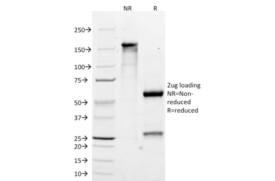 SDS-PAGE - Anti-MelanA Antibody [M2-7C10] - BSA and Azide free (A251736) - Antibodies.com