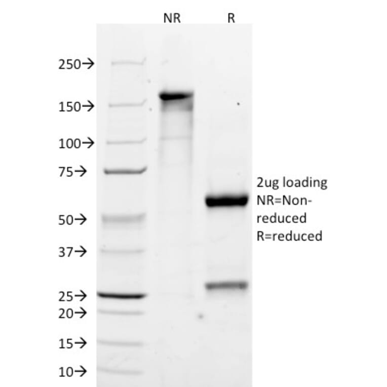 SDS-PAGE - Anti-MelanA Antibody [M2-7C10] - BSA and Azide free (A251736) - Antibodies.com