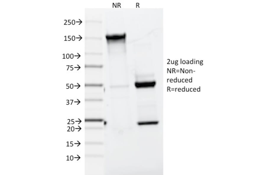 SDS-PAGE - Anti-MelanA Antibody [A103] - BSA and Azide free (A251740) - Antibodies.com
