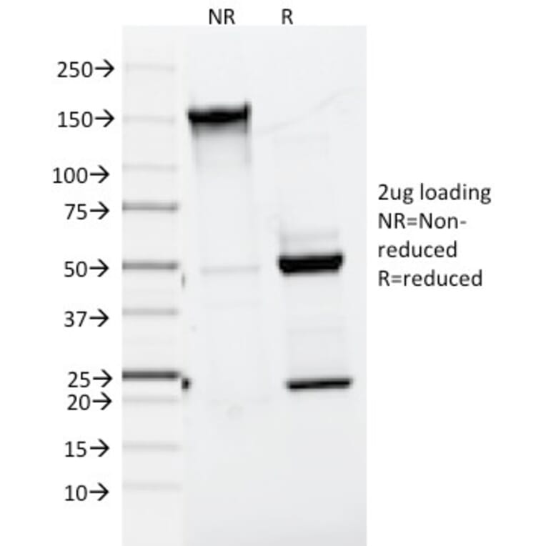 SDS-PAGE - Anti-MelanA Antibody [A103] - BSA and Azide free (A251740) - Antibodies.com