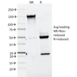 SDS-PAGE - Anti-MelanA Antibody [A103] - BSA and Azide free (A251740) - Antibodies.com