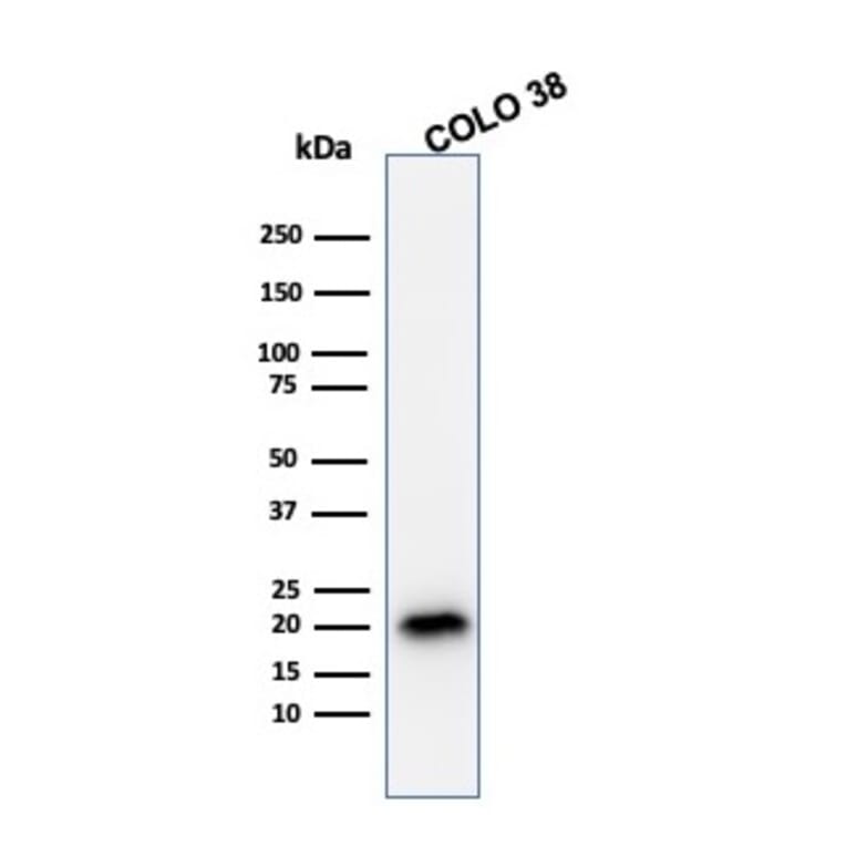 Western Blot - Anti-MelanA Antibody [A103] - BSA and Azide free (A251740) - Antibodies.com