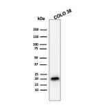 Western Blot - Anti-MelanA Antibody [A103] - BSA and Azide free (A251740) - Antibodies.com