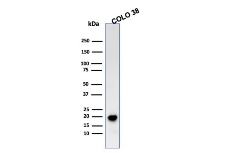 Western Blot - Anti-MelanA Antibody [SPM555] - BSA and Azide free (A251741) - Antibodies.com