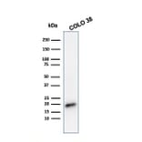 Western Blot - Anti-MelanA Antibody [MLANA/788] - BSA and Azide free (A251745) - Antibodies.com