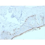 Immunohistochemistry - Anti-MelanA Antibody [MLANA/4385R] - BSA and Azide free (A251746) - Antibodies.com