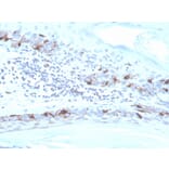 Immunohistochemistry - Anti-MelanA Antibody [MLANA/4475R] - BSA and Azide free (A248566) - Antibodies.com