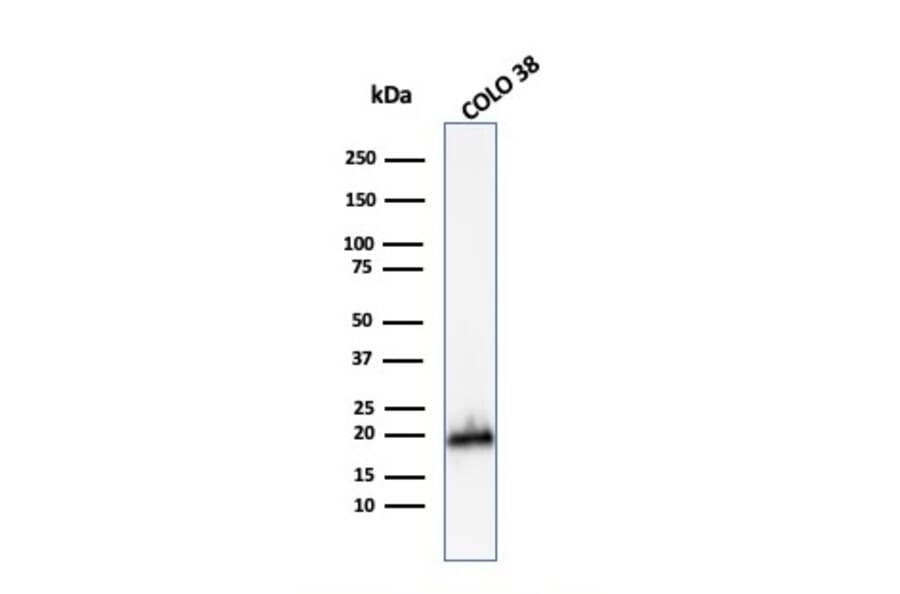 Western Blot - Anti-MelanA Antibody - BSA and Azide free (A251750) - Antibodies.com