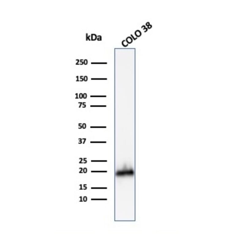 Western Blot - Anti-MelanA Antibody - BSA and Azide free (A251750) - Antibodies.com