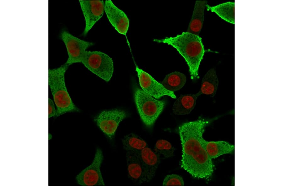 Immunofluorescence - Anti-AKR1B1 Antibody [CPTC-AKR1B1-3] - BSA and Azide free (A251751) - Antibodies.com