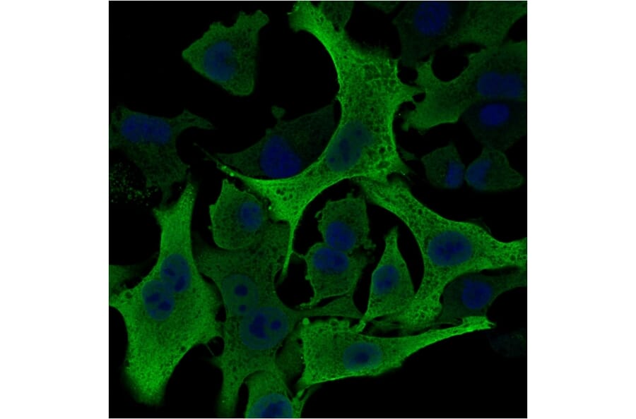 Immunofluorescence - Anti-AKR1B1 Antibody [CPTC-AKR1B1-2] - BSA and Azide free (A251752) - Antibodies.com