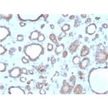 Immunohistochemistry - Anti-DBC2 Antibody [DBC2/3362] - BSA and Azide free (A251754) - Antibodies.com