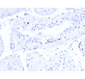 Immunohistochemistry - Anti-CSTF2T Antibody [PCRP-CSTF2T-1A3] - BSA and Azide free (A251757) - Antibodies.com