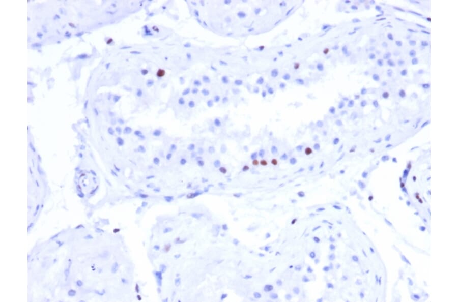 Immunohistochemistry - Anti-CSTF2T Antibody [PCRP-CSTF2T-1A3] - BSA and Azide free (A251757) - Antibodies.com