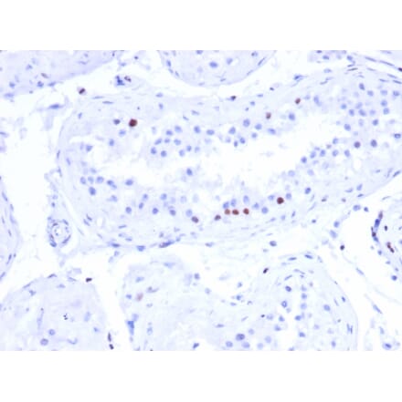 Immunohistochemistry - Anti-CSTF2T Antibody [PCRP-CSTF2T-1A3] - BSA and Azide free (A251757) - Antibodies.com