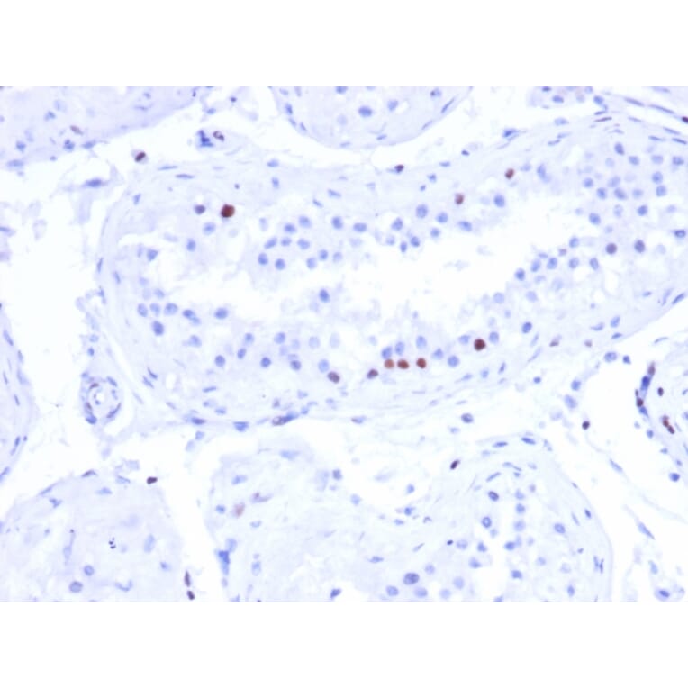 Immunohistochemistry - Anti-CSTF2T Antibody [PCRP-CSTF2T-1A3] - BSA and Azide free (A251757) - Antibodies.com