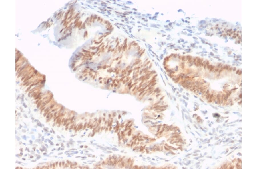 Immunohistochemistry - Anti-CSTF2T Antibody [PCRP-CSTF2T-1A3] - BSA and Azide free (A251757) - Antibodies.com