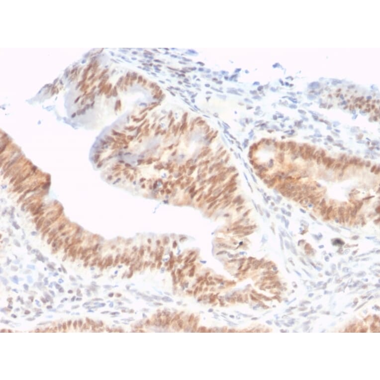 Immunohistochemistry - Anti-CSTF2T Antibody [PCRP-CSTF2T-1A3] - BSA and Azide free (A251757) - Antibodies.com