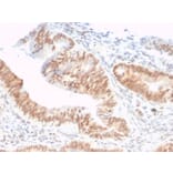 Immunohistochemistry - Anti-CSTF2T Antibody [PCRP-CSTF2T-1A3] - BSA and Azide free (A251757) - Antibodies.com