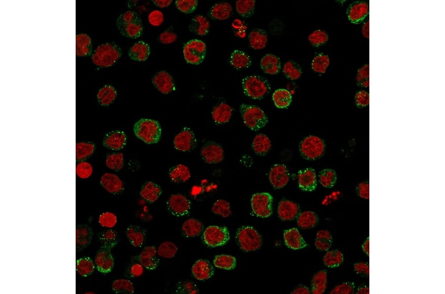 Immunofluorescence - Anti-ICOS Ligand Antibody [ICOSL/3111] - BSA and Azide free (A251758) - Antibodies.com