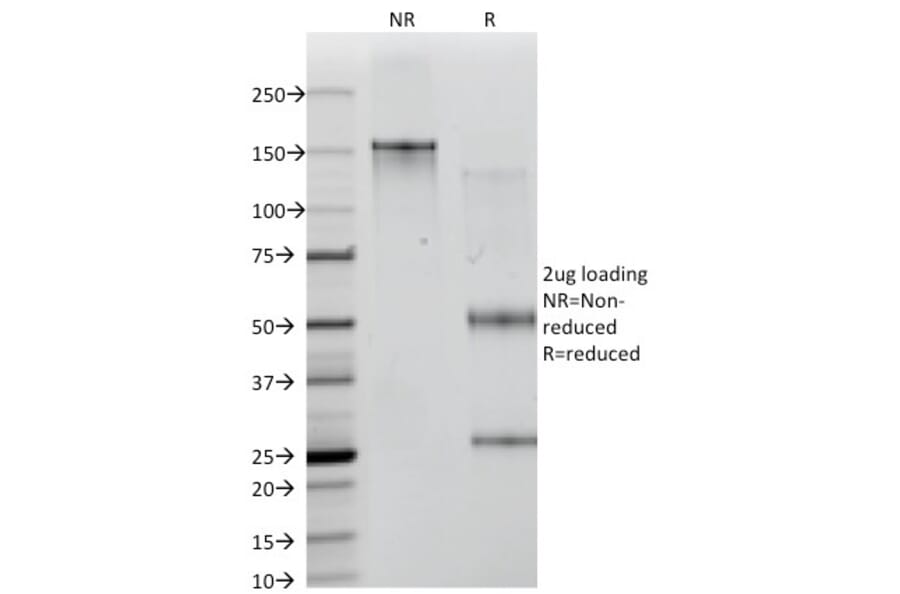 SDS-PAGE - Anti-ICOS Ligand Antibody [ICOSL/3111] - BSA and Azide free (A251758) - Antibodies.com