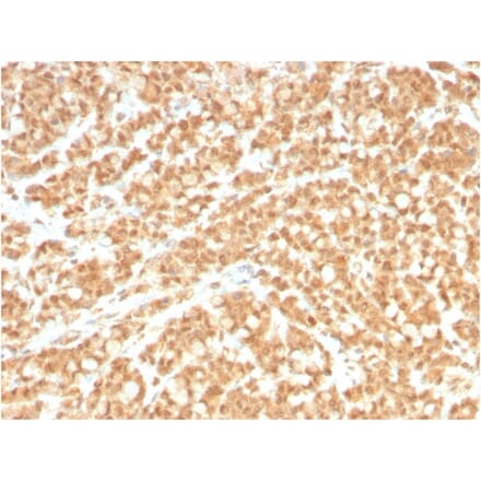 Immunohistochemistry - Anti-ICOS Ligand Antibody [ICOSL/3260] - BSA and Azide free (A251759) - Antibodies.com