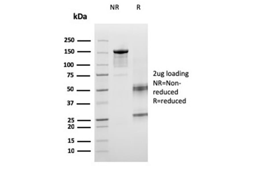 SDS-PAGE - Anti-ICOS Ligand Antibody [ICOSL/3260] - BSA and Azide free (A251759) - Antibodies.com