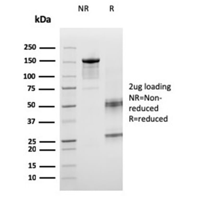 SDS-PAGE - Anti-ICOS Ligand Antibody [ICOSL/3260] - BSA and Azide free (A251759) - Antibodies.com