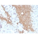 Immunohistochemistry - Anti-SATB2 Antibody [SATB2/4374R] - BSA and Azide free (A251760) - Antibodies.com