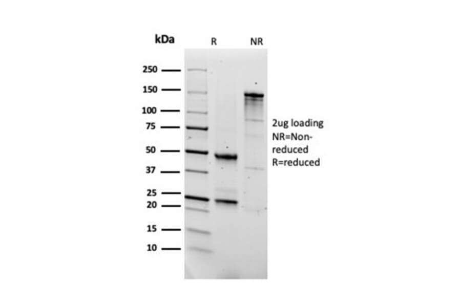 SDS-PAGE - Anti-Fibronectin Antibody [FN1/2950] - BSA and Azide free (A251761) - Antibodies.com