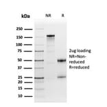 SDS-PAGE - Anti-Fibronectin Antibody [FN1/3568] - BSA and Azide free (A251766) - Antibodies.com