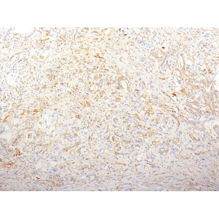 Immunohistochemistry - Anti-Fibronectin Antibody [TV-1] - BSA and Azide free (A251768) - Antibodies.com