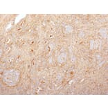 Immunohistochemistry - Anti-Fibronectin Antibody [616] - BSA and Azide free (A251771) - Antibodies.com