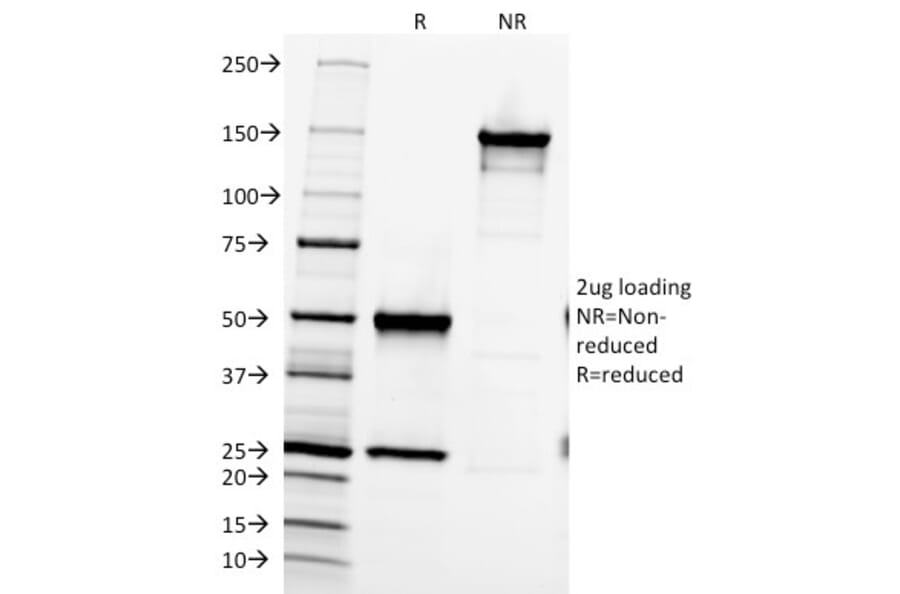 SDS-PAGE - Anti-Fibronectin Antibody [616] - BSA and Azide free (A251772) - Antibodies.com