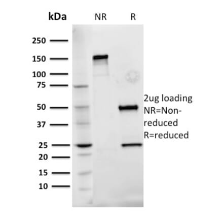 SDS-PAGE - Anti-Fibronectin Antibody [Fn-3] - BSA and Azide free (A251772) - Antibodies.com