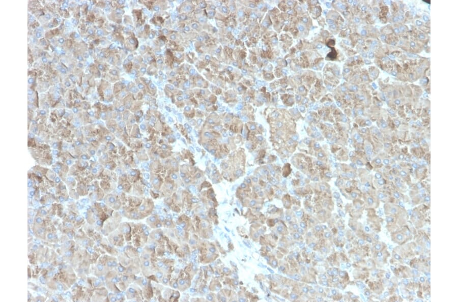 Immunohistochemistry - Anti-CELA3B Antibody [rCELA3B/1811] - BSA and Azide free (A251776) - Antibodies.com