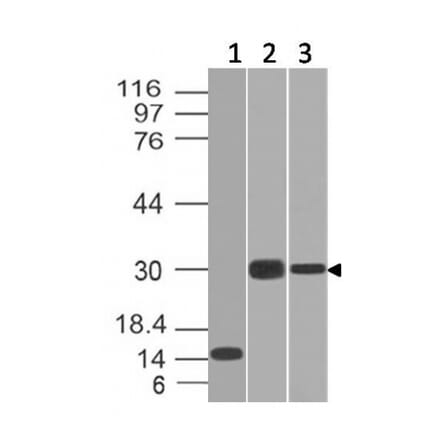 Western Blot - Anti-CELA3B Antibody [CELA3B/1218] - BSA and Azide free (A251778) - Antibodies.com