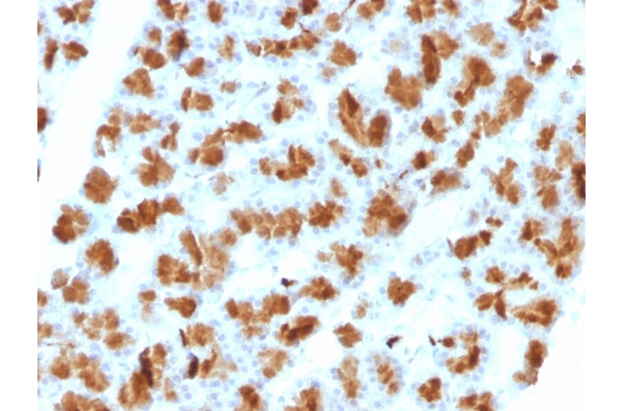 Immunohistochemistry - Anti-CELA3B Antibody [CELA3B/1257] - BSA and Azide free (A251779) - Antibodies.com