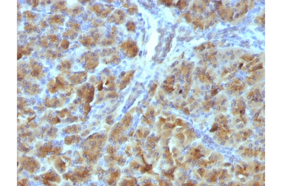 Immunohistochemistry - Anti-CELA3B Antibody [CELA3B/1257] - BSA and Azide free (A251779) - Antibodies.com