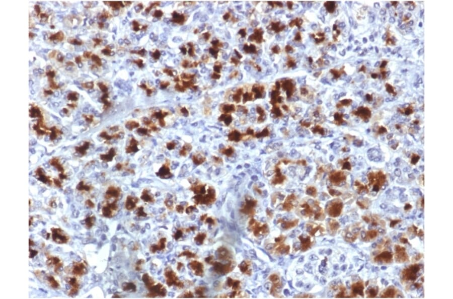 Immunohistochemistry - Anti-CELA3B Antibody [CELA3B/1757] - BSA and Azide free (A251781) - Antibodies.com