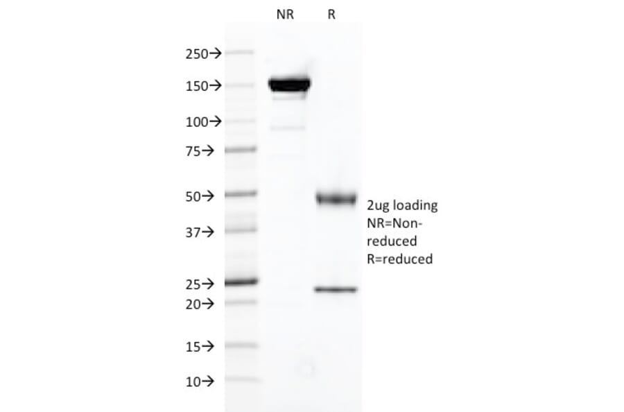 SDS-PAGE - Anti-PSMA Antibody [FOLH1/2121] - BSA and Azide free (A251784) - Antibodies.com