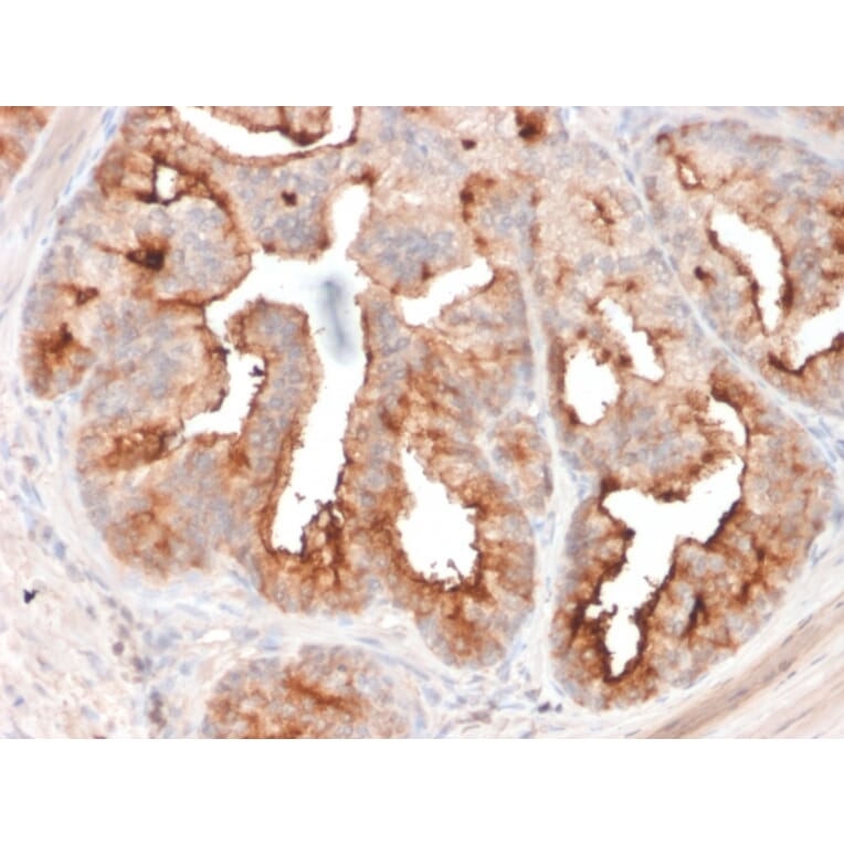 Immunohistochemistry - Anti-PSMA Antibody [FOLH1/2354] - BSA and Azide free (A251786) - Antibodies.com